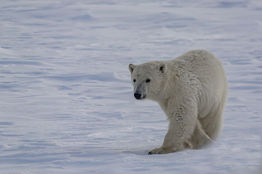 Фотография автора Ендовицкий Владимир