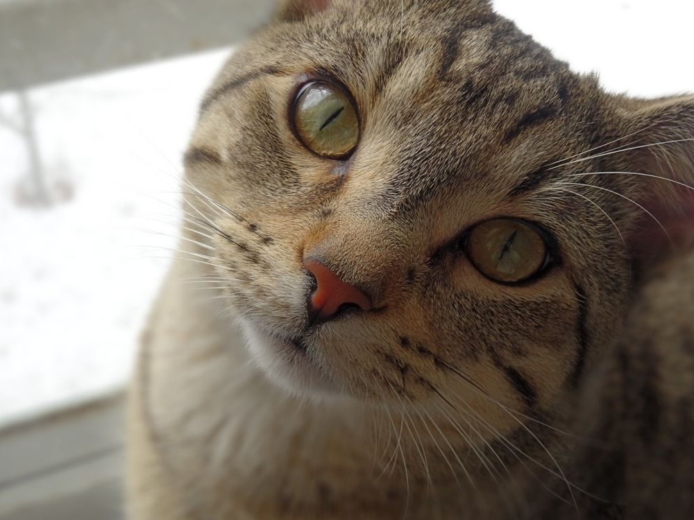 Mr. Furly In The Window