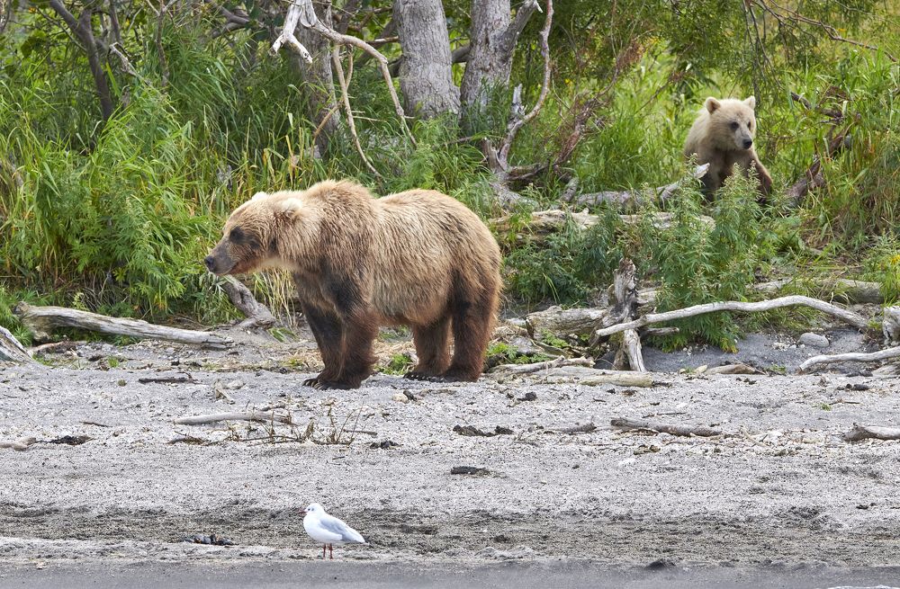 Фотография автора Юлия Белянцева