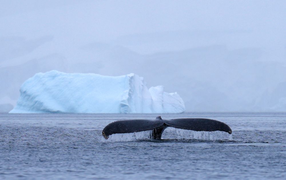 Фотография автора Юлия Белянцева
