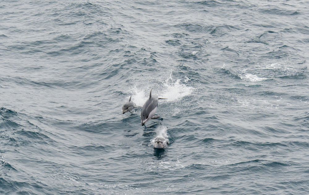 Фотография автора Юлия Белянцева