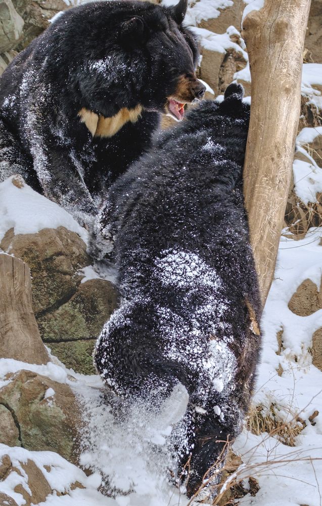 Фотография автора Юлия Белянцева