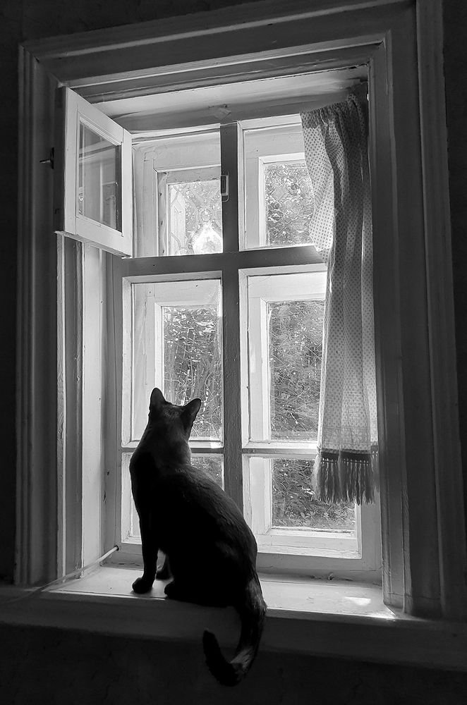 Фотография автора Надежда Лисицына