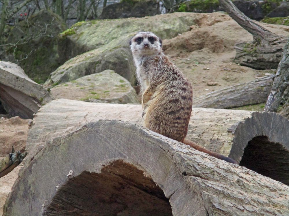 Фотография автора Lizuza