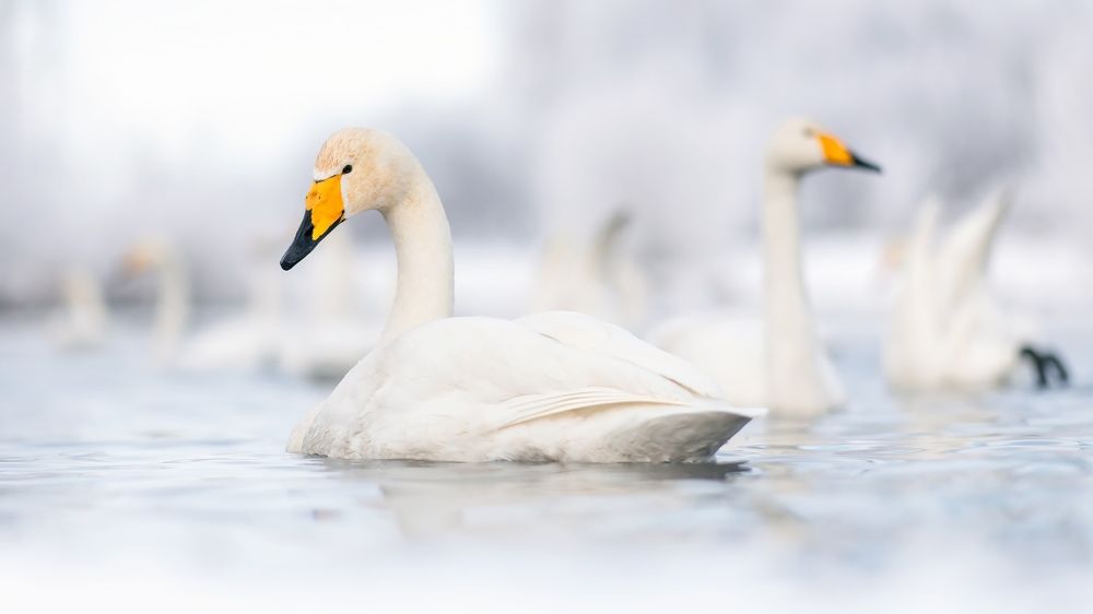 Фотография автора Елена Баклач