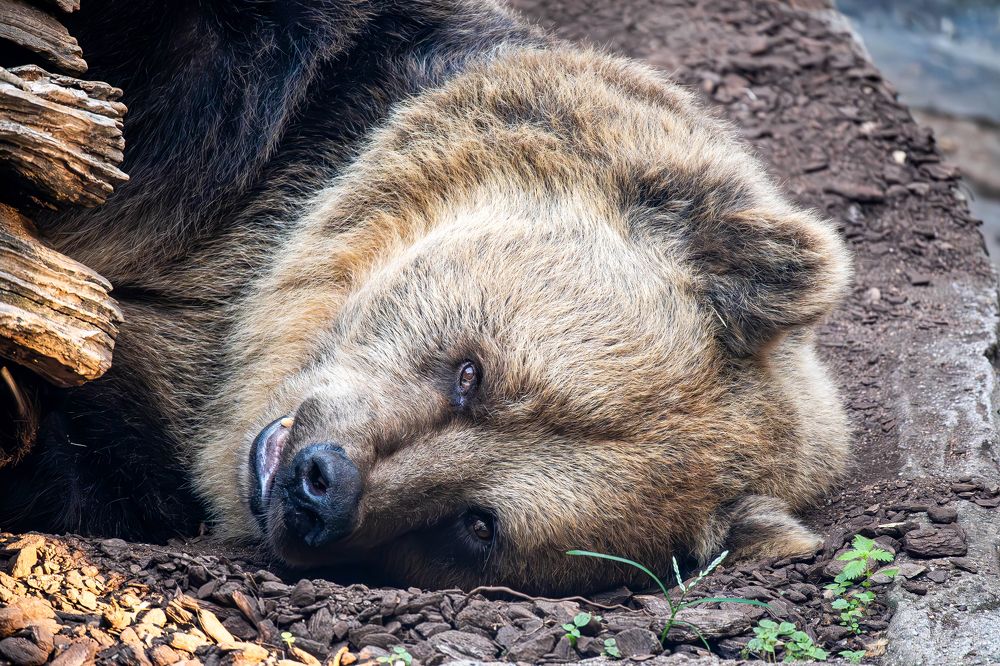 Photograph by Ivars Andrups