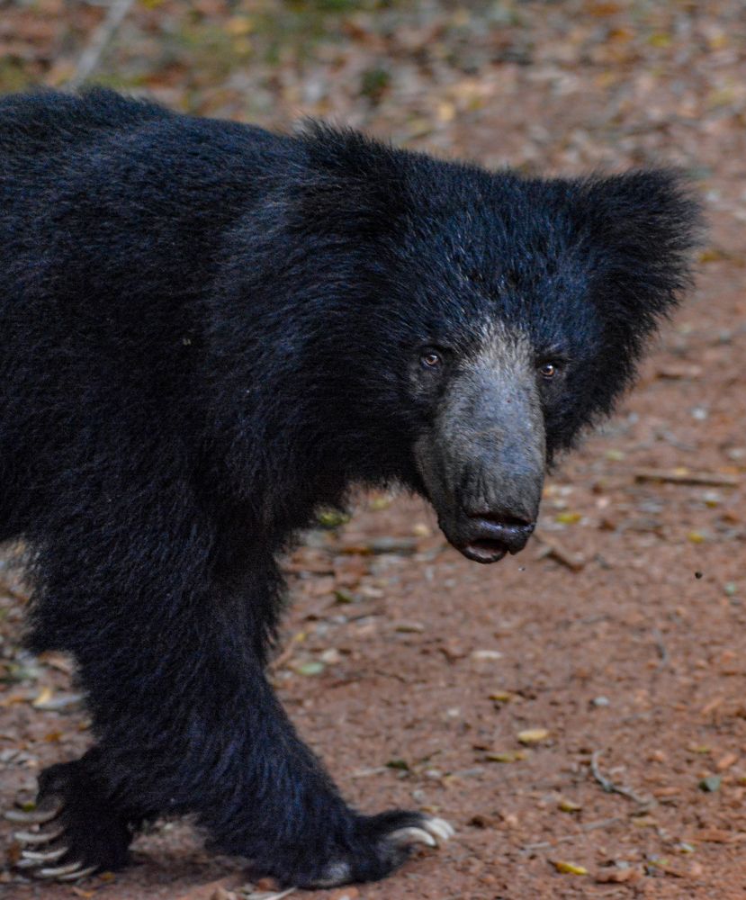 Photograph by Pakalon Janakan
