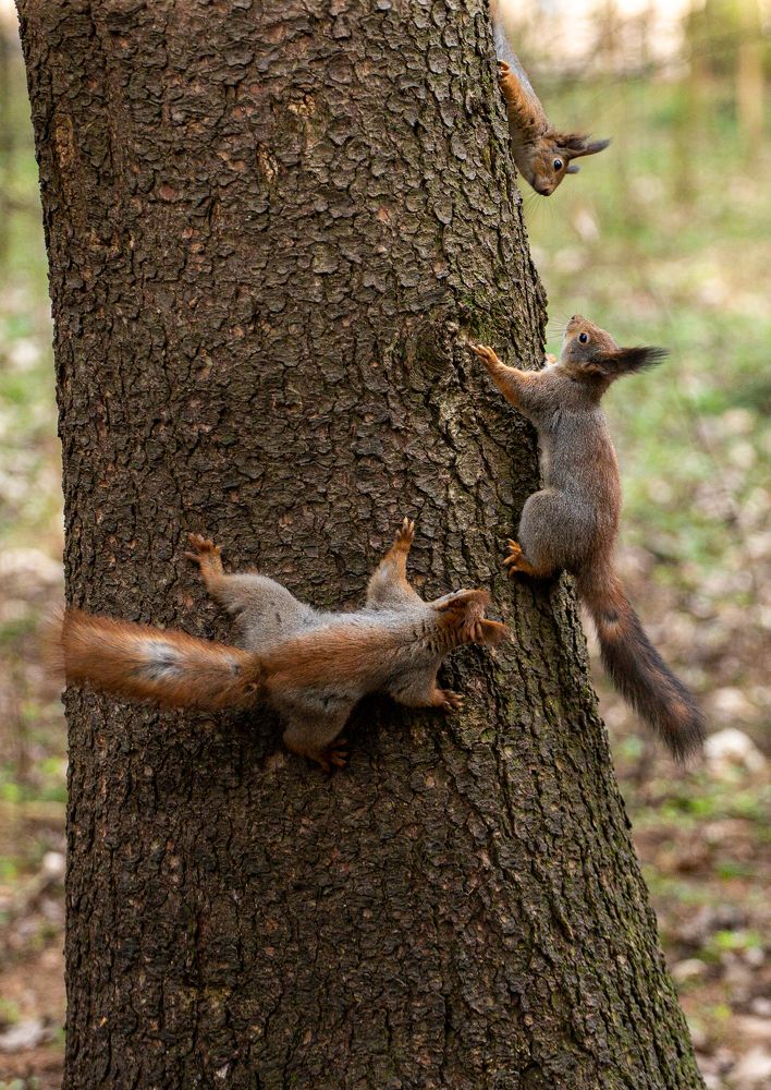 Фотография автора Максим Светличный