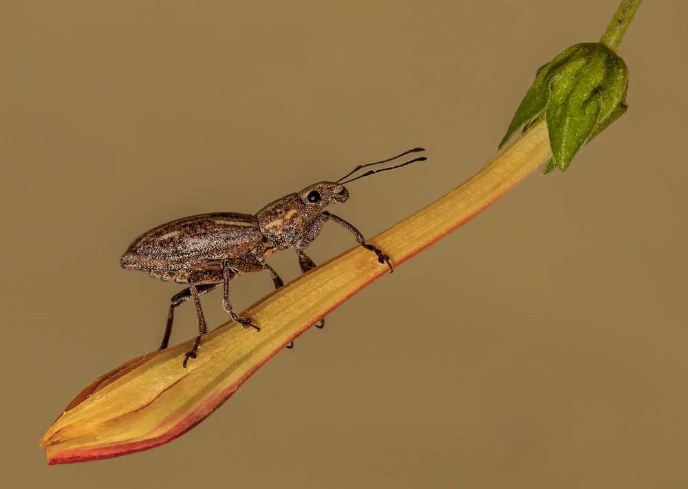 Photograph by Mario Fiorucci