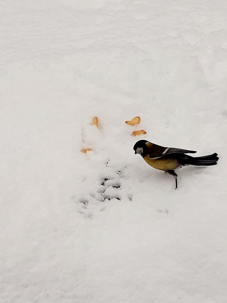 Фотография автора Наталья Шендяпина