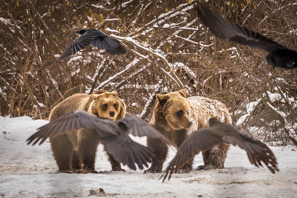 Photograph by Andreea Vestea