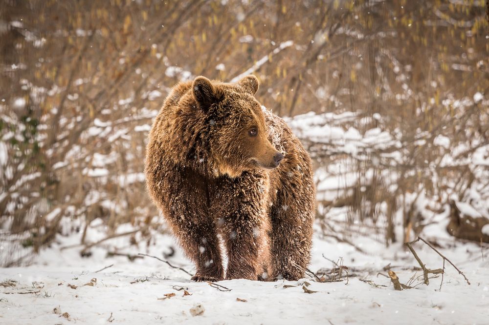 Photograph by Andreea Vestea