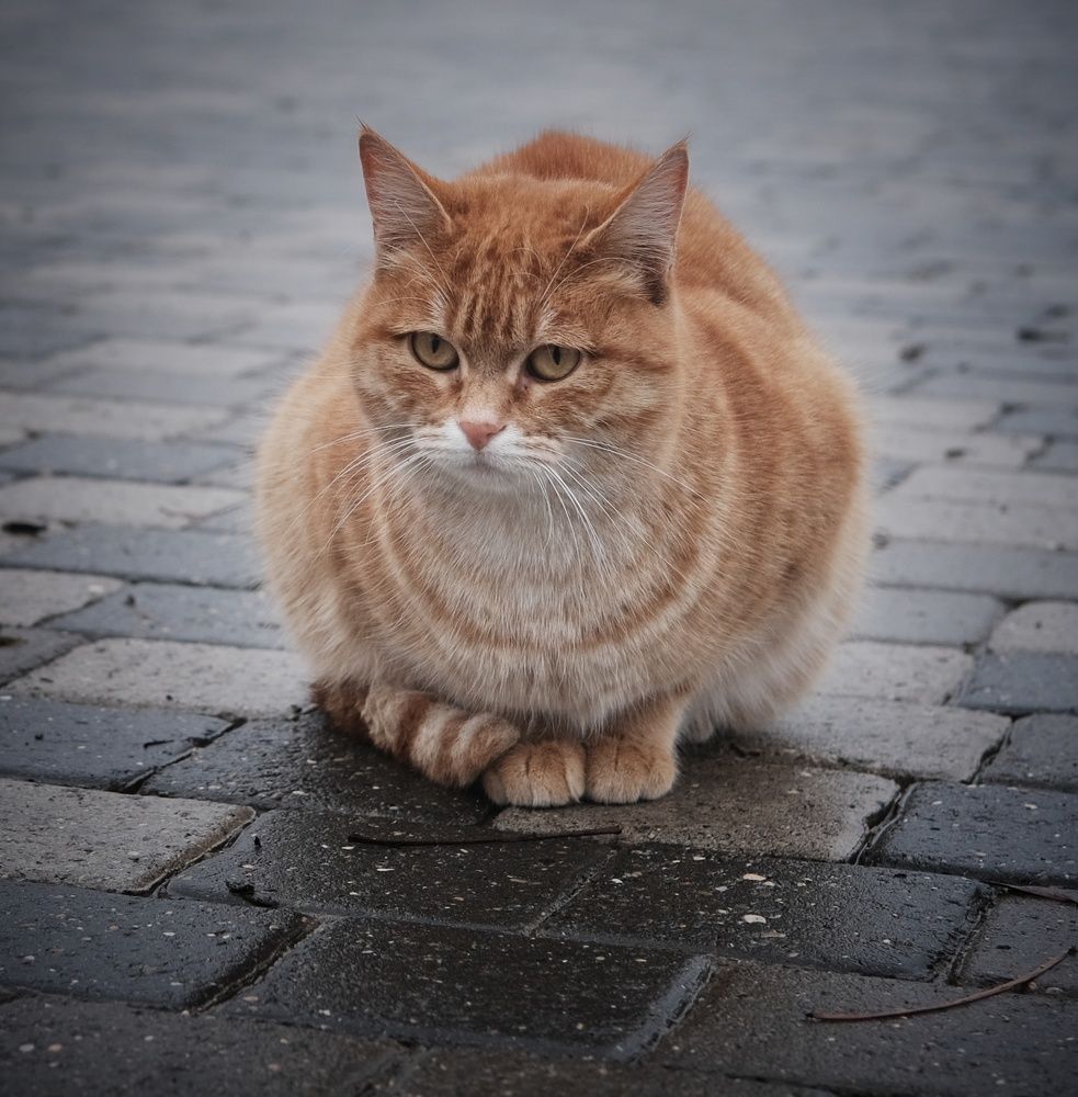 Photograph by Сергей Кошин