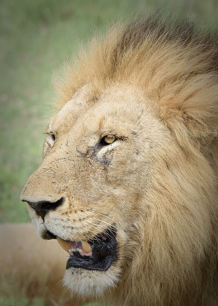 Портрет льва