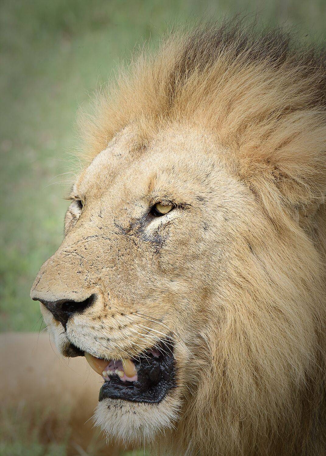 Портрет льва