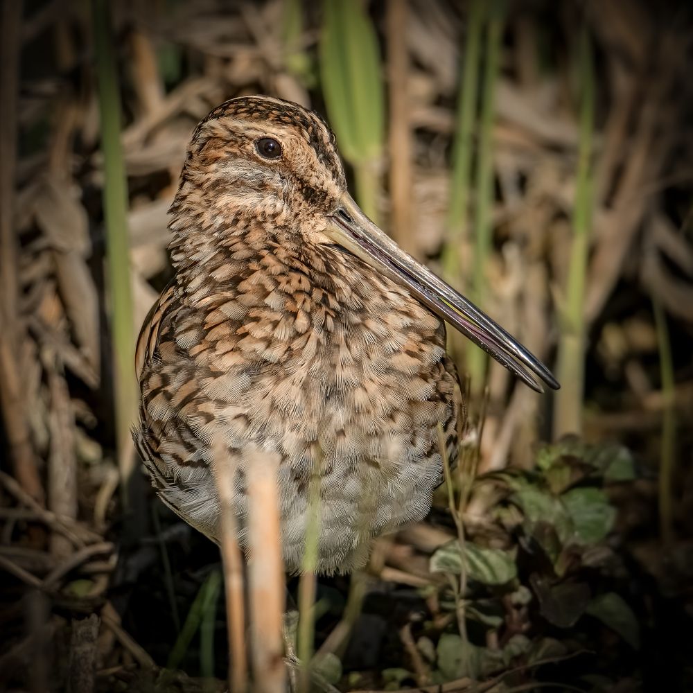 Photograph by Andrea Barlotti