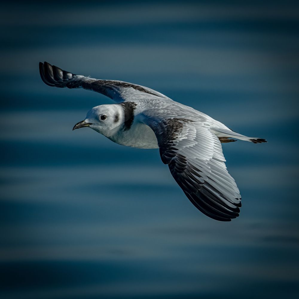 Photograph by Andrea Barlotti