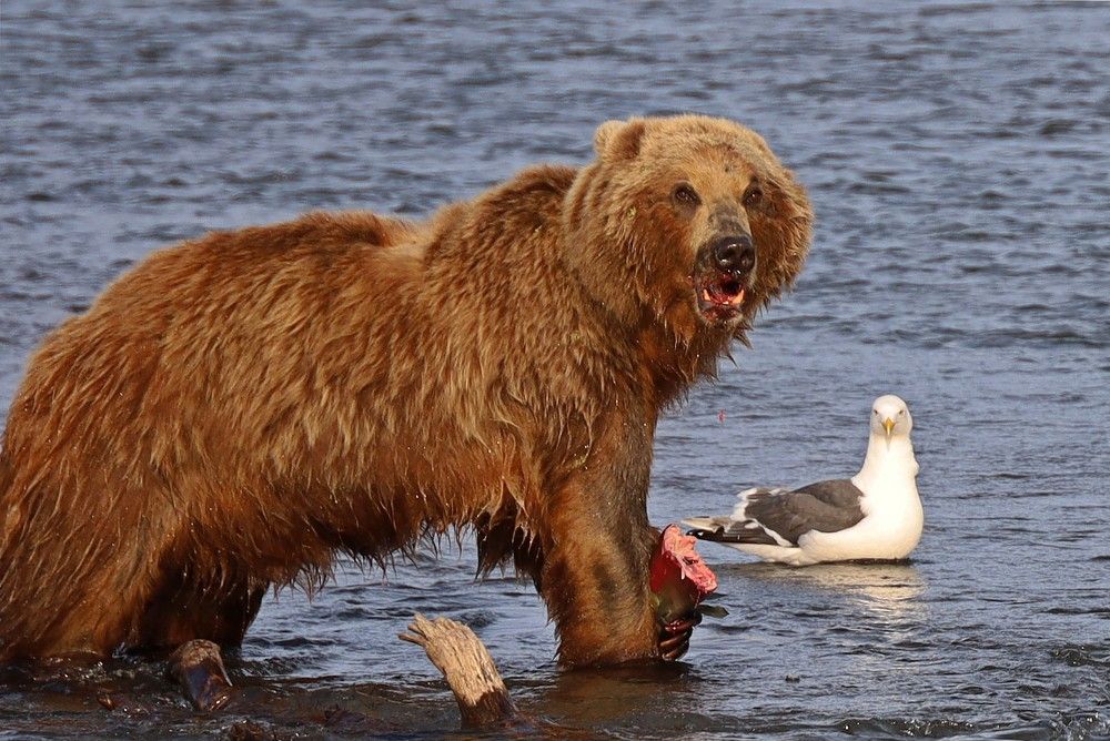 Photograph by Диана Жагрина