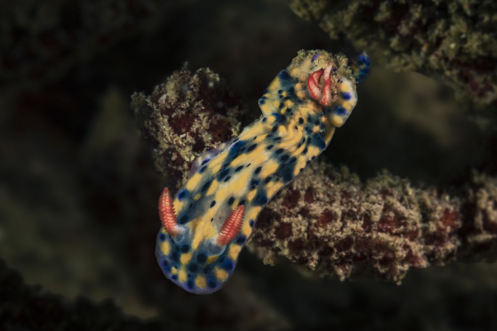 Фотография автора AHMED ALNAQBI