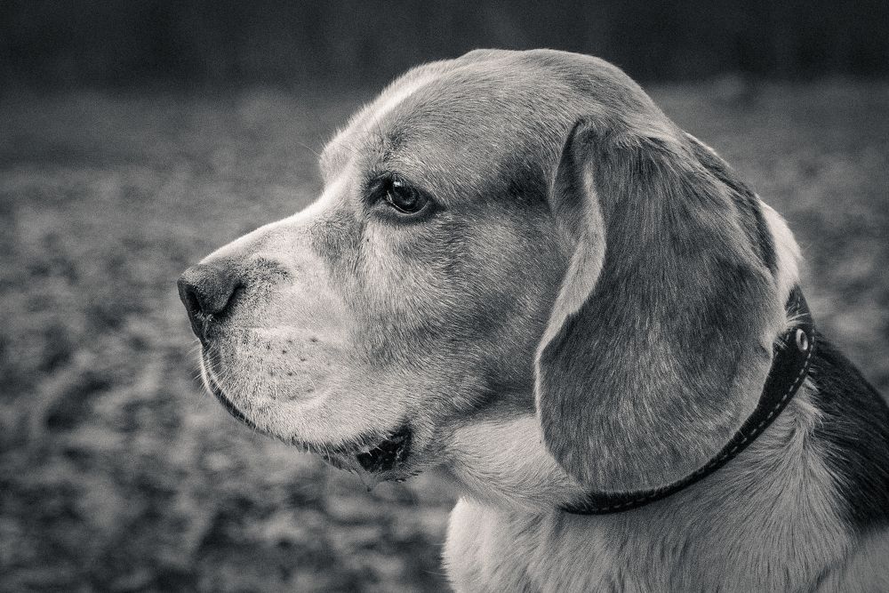 Photograph by (AlexOldmanPhoto) Алексей Стариков