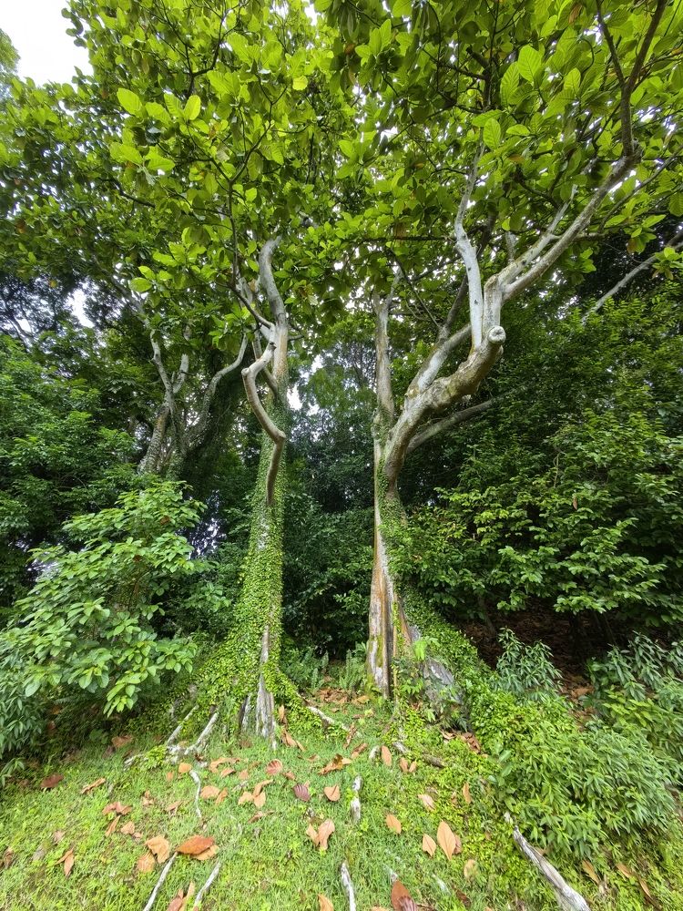 Photograph by Sumon Barman