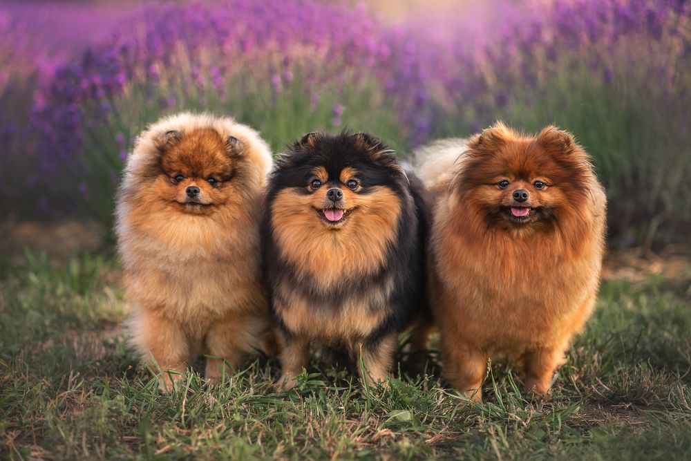 Photograph by Козел Марта