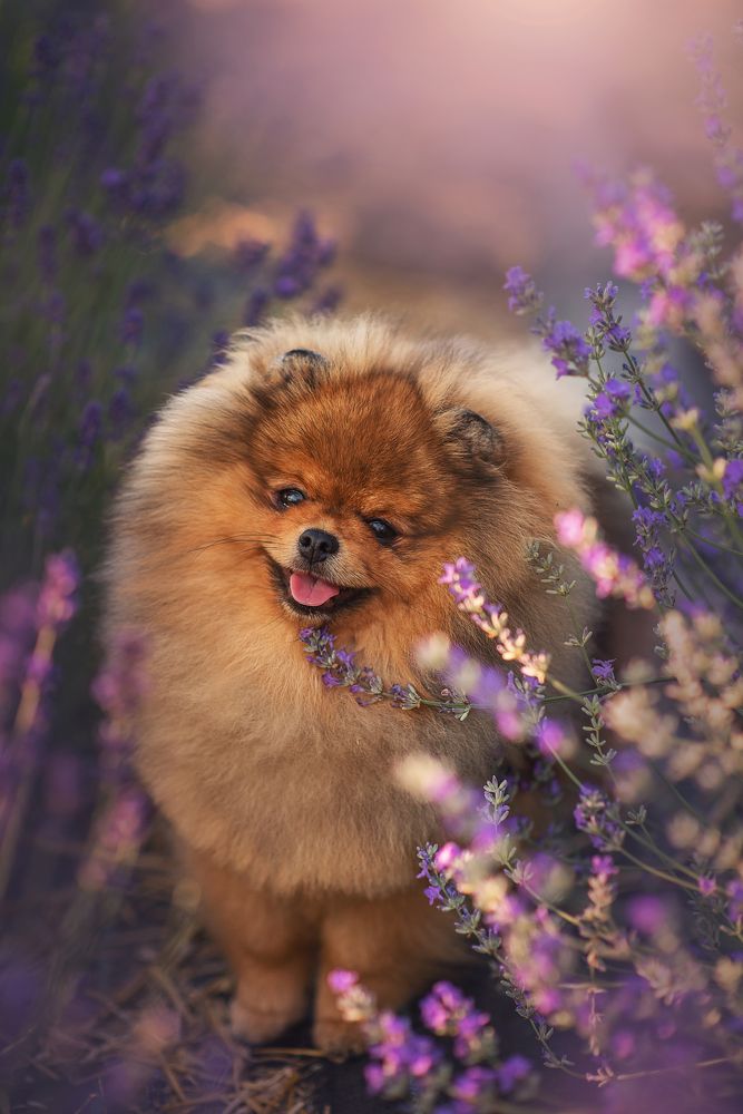 Photograph by Козел Марта