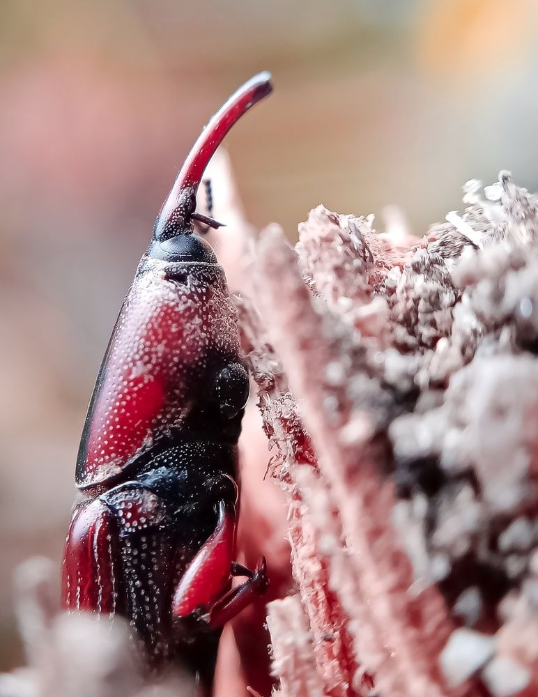 Photograph by A .Thimira dinisuru