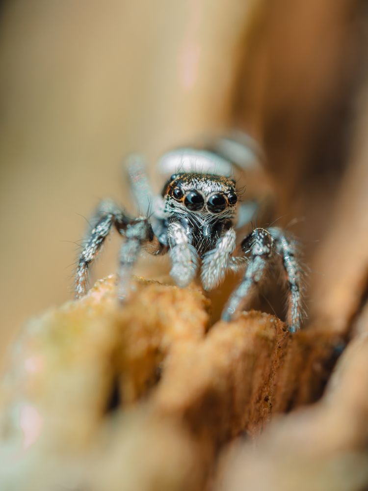 Photograph by Irina Protchenko