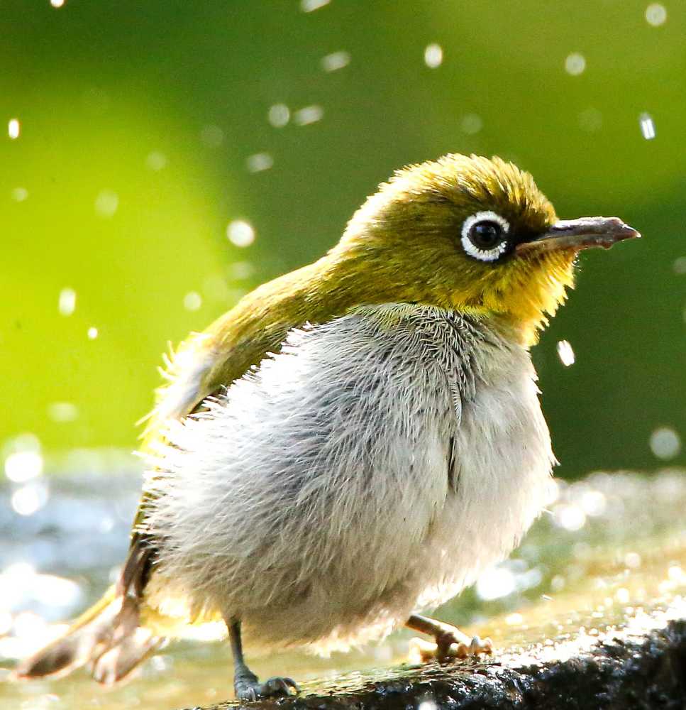 Photograph by Niranjan R