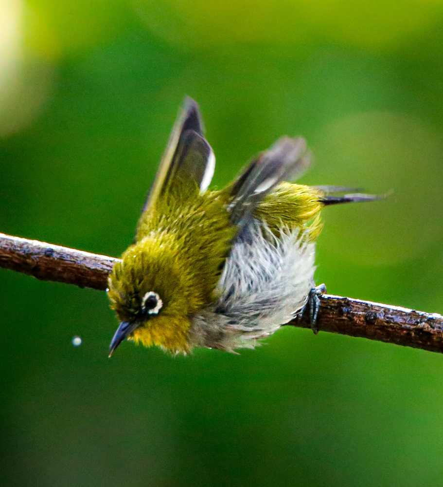Photograph by Niranjan R