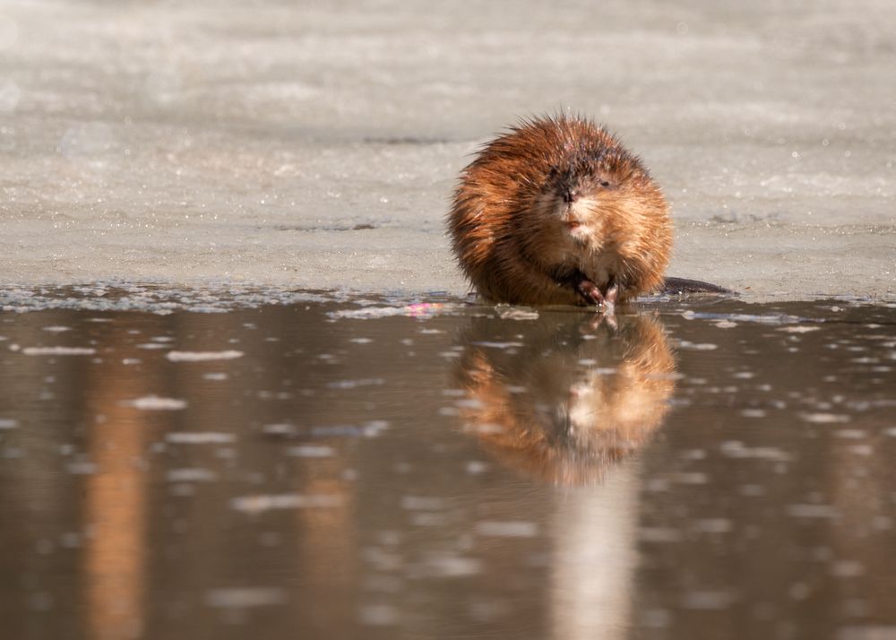 Photograph by Тамара Вотинцева