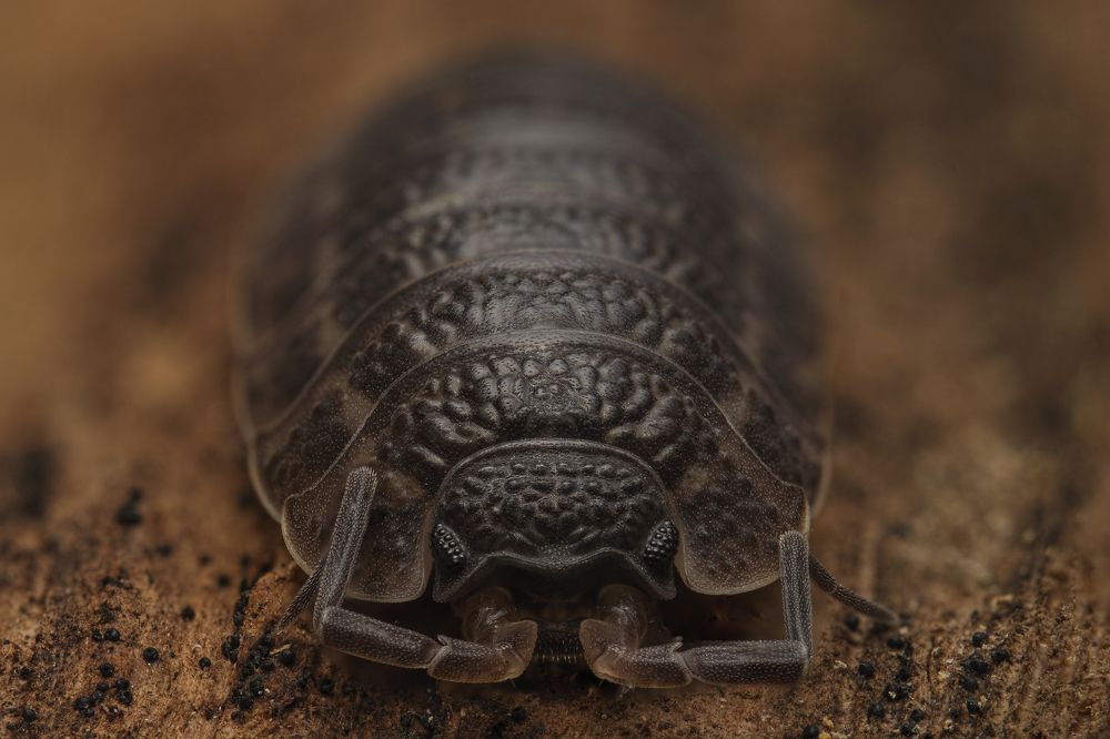 Фотография автора Eimar Kull