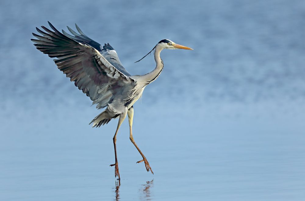 Фотография автора Гусар Александр