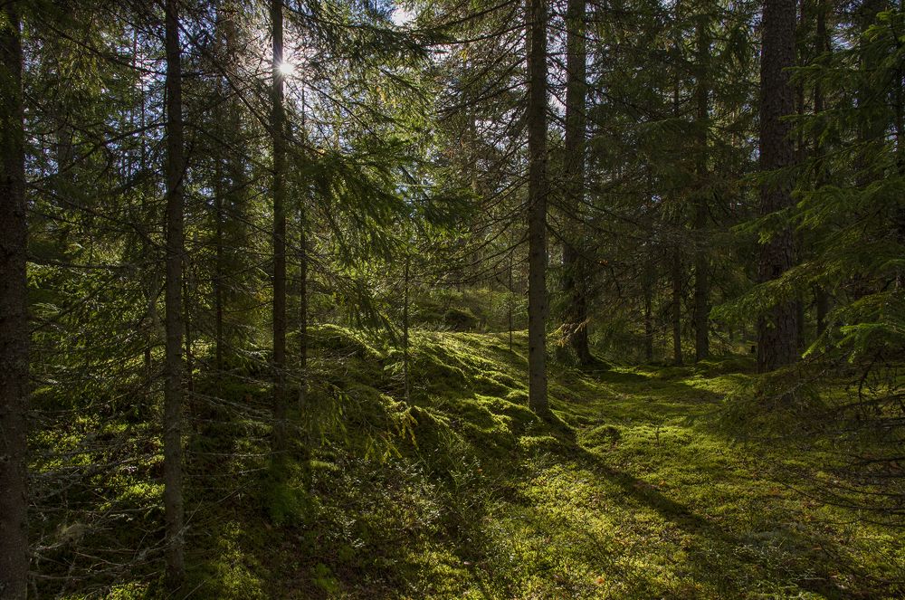 Photograph by Алена Яцун