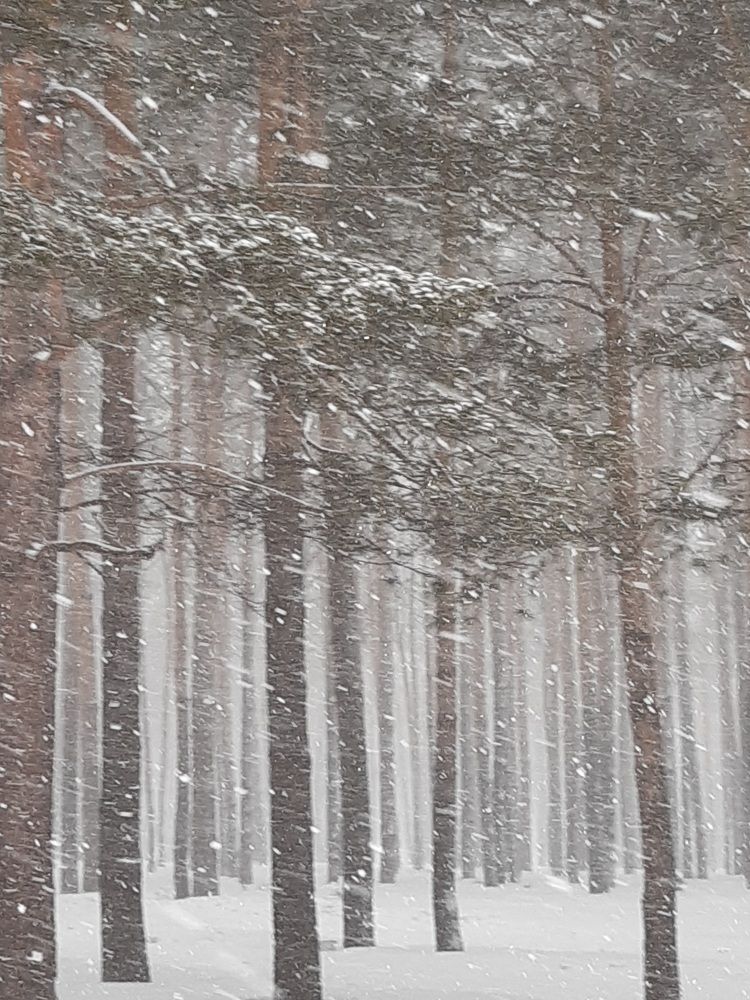 Фотография автора Наталья Шендяпина