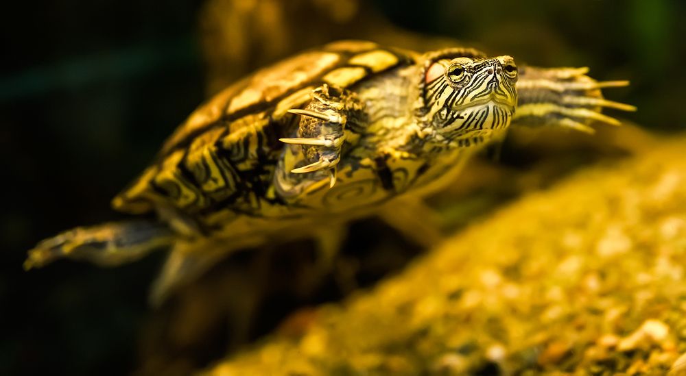 Photograph by Сергей Скоробогатов