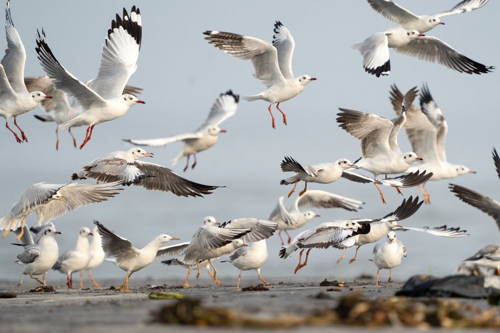 Фотография автора Raju Nair