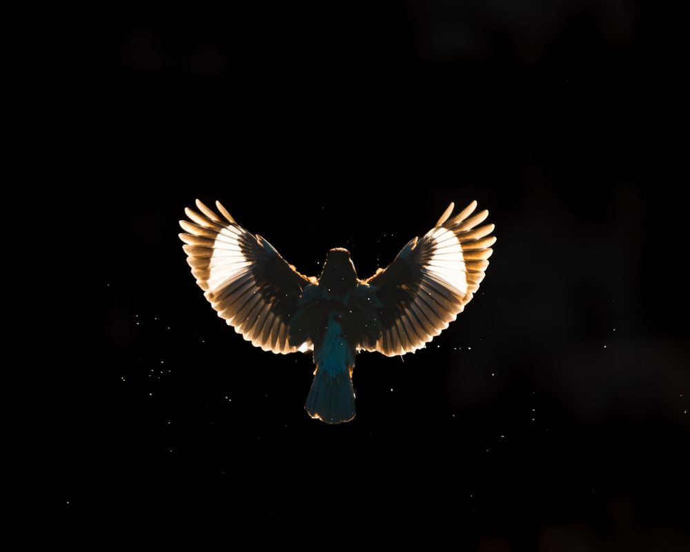 Photograph by Vipin P C