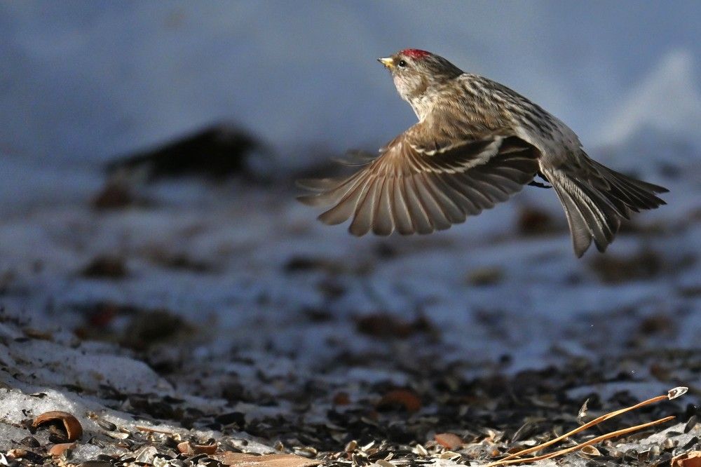 Фотография автора IRINA FILIPPOVA