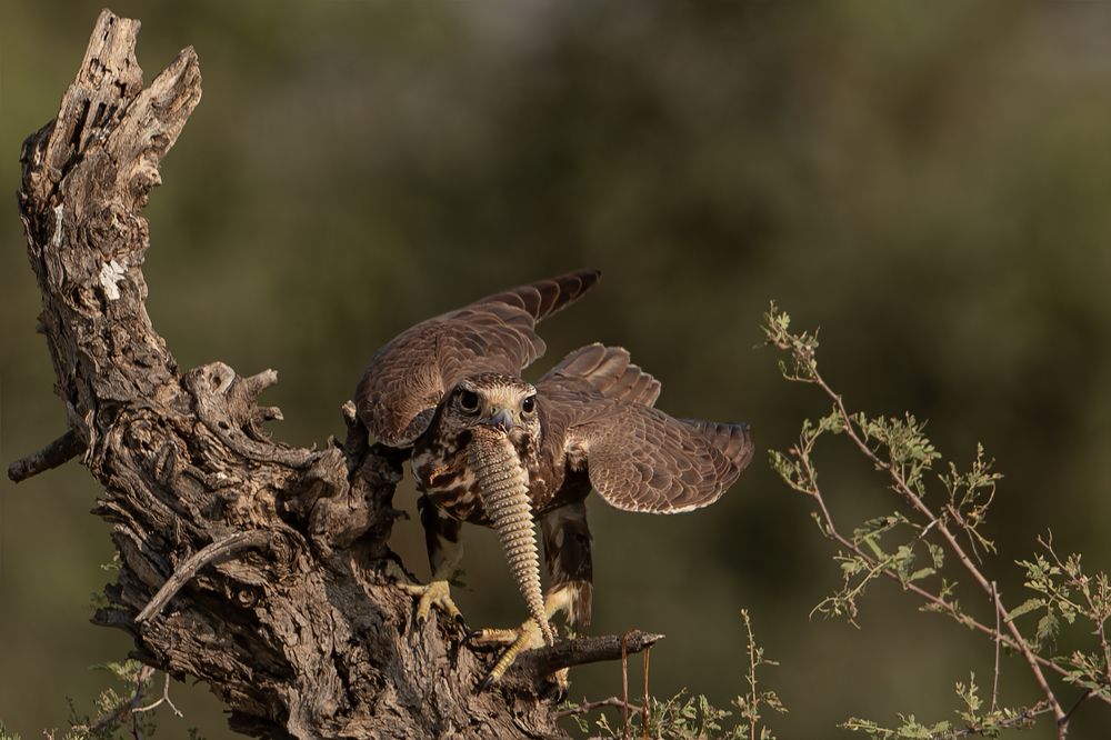 Tale of Spiny Tail hunting