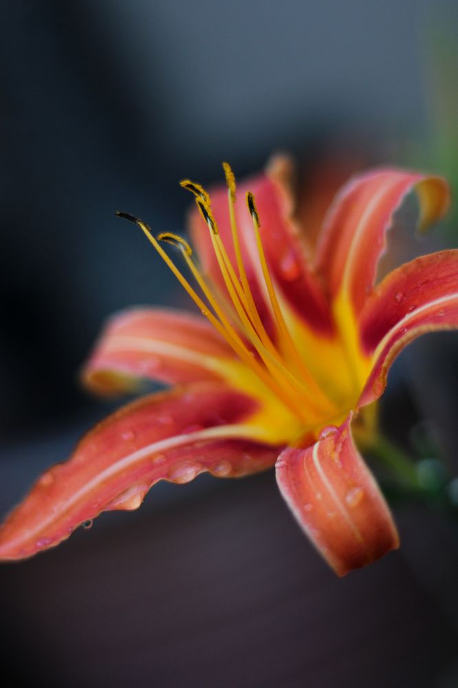 Photograph by Charléne