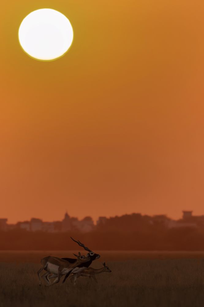 End of the Day on Grass Land