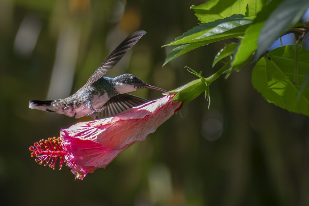 Colibrí en vuelo