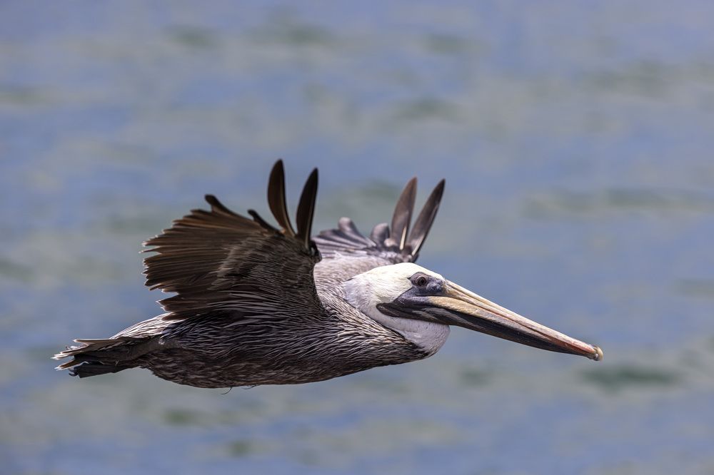 Фотография автора Clement Roy