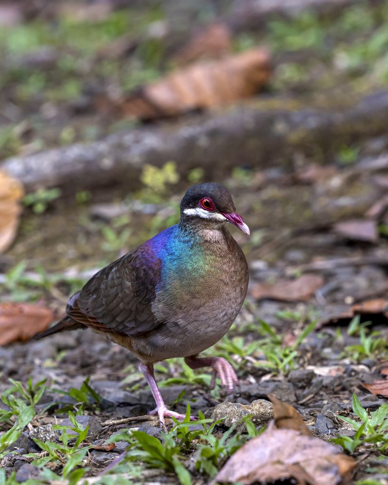 Фотография автора Clement Roy