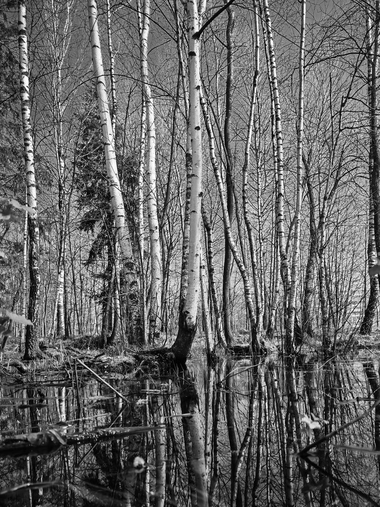 Photograph by Svetlana