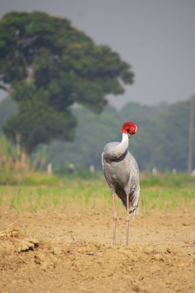 Photograph by Chaitanya gupta