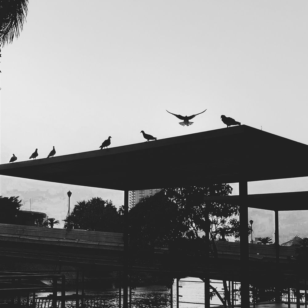 Photo #10530681