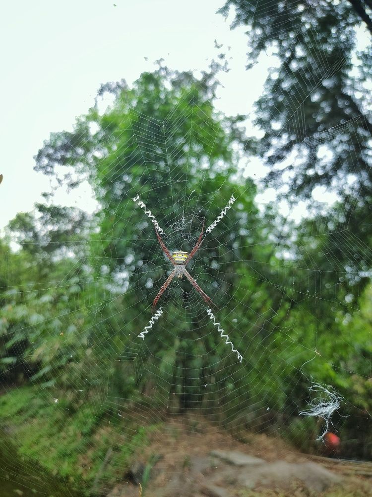 spider web